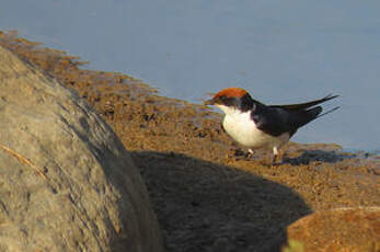 Hirondelle à longs brins