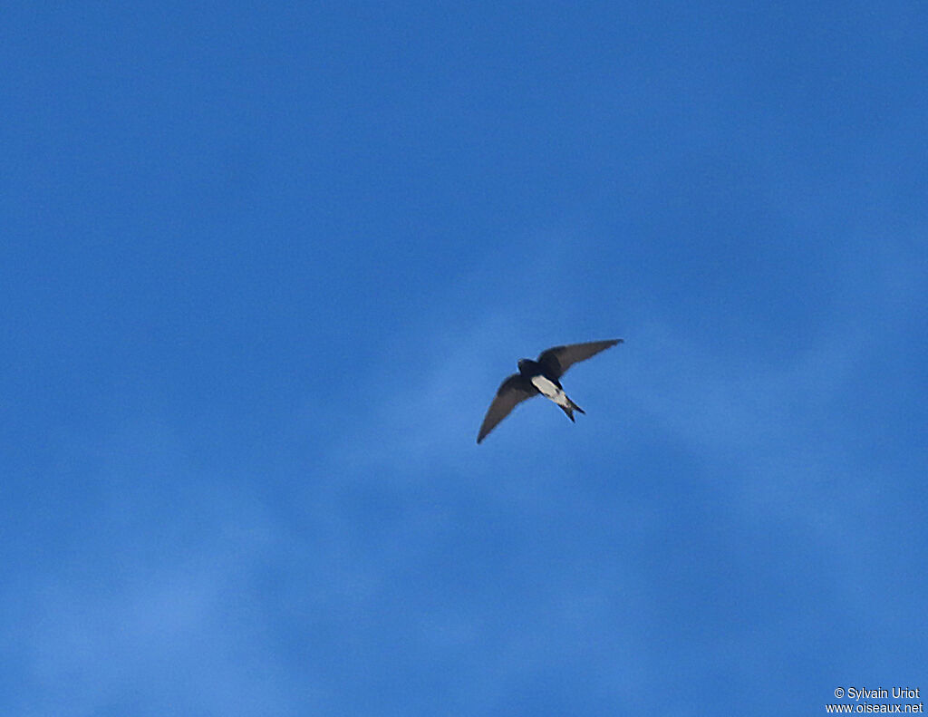 Hirondelle à ventre blanc mâle adulte