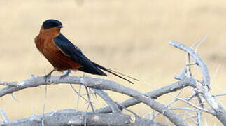 Red-breasted Swallow