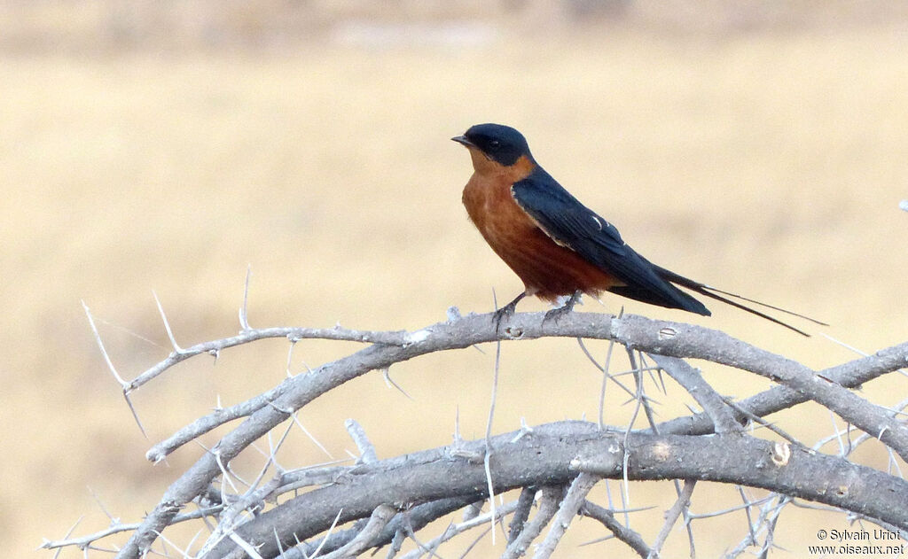 Red-breasted Swallow