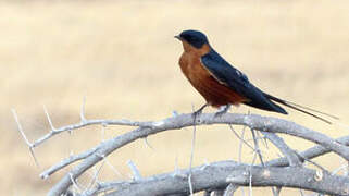 Red-breasted Swallow