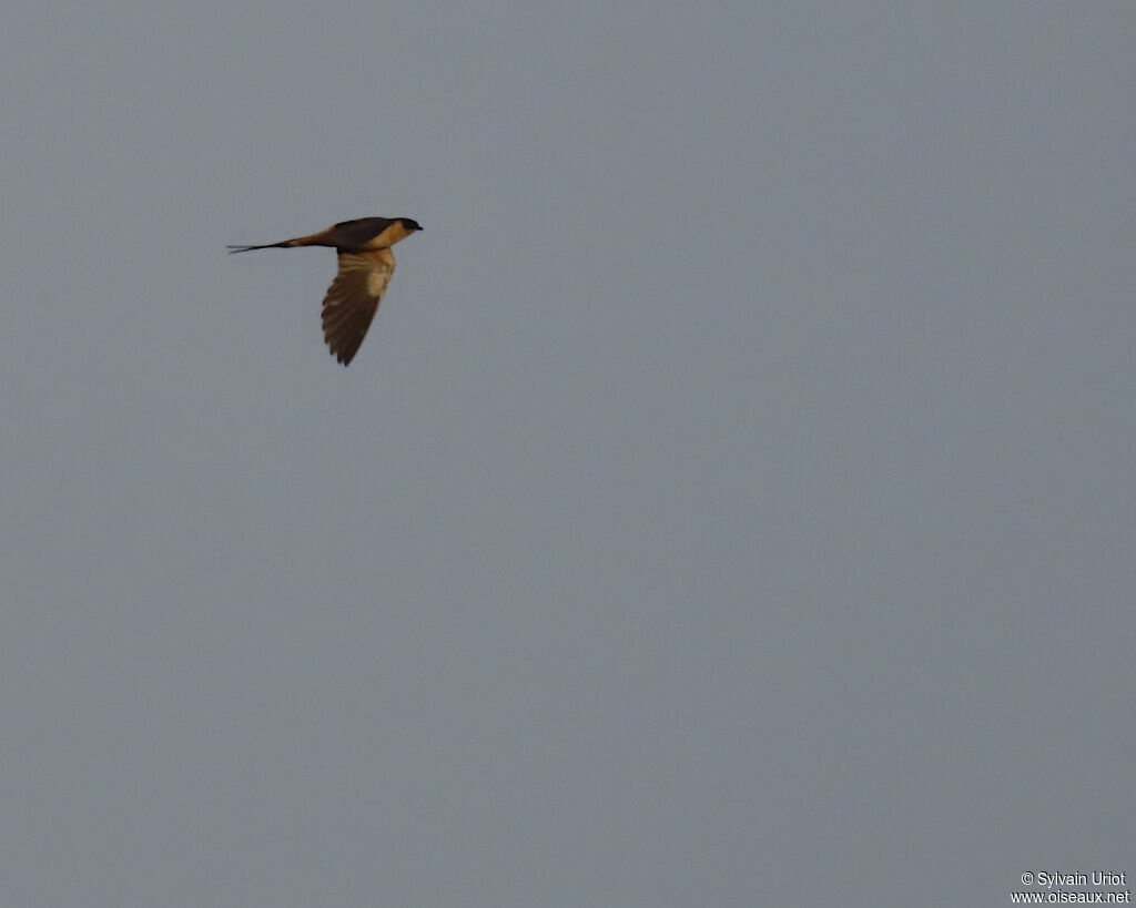 Hirondelle à ventre rouxadulte