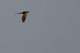 Hirondelle à ventre roux