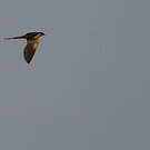 Hirondelle à ventre roux