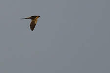 Hirondelle à ventre roux