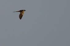 Hirondelle à ventre roux