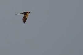 Hirondelle à ventre roux