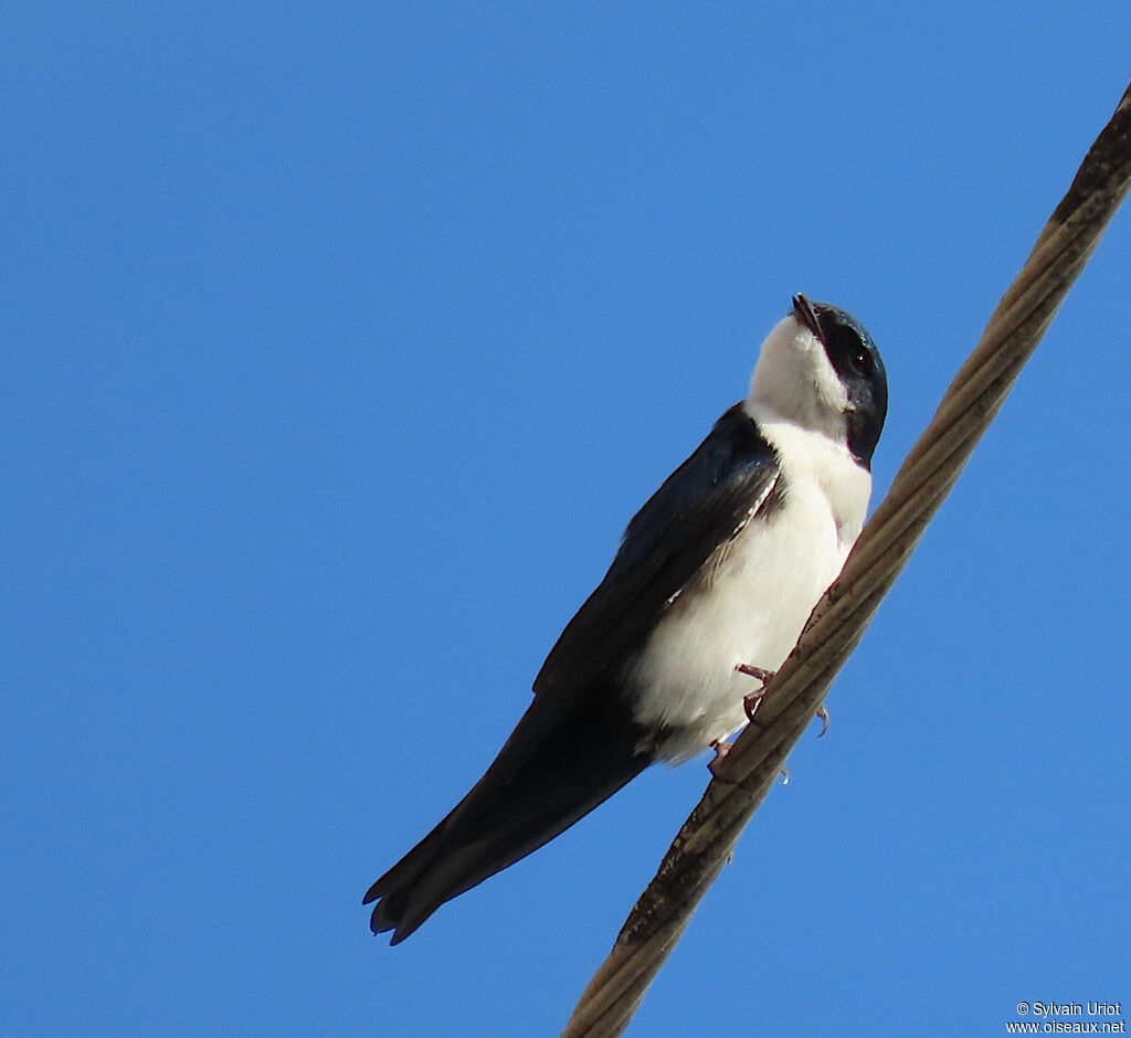 Blue-and-white Swallowadult