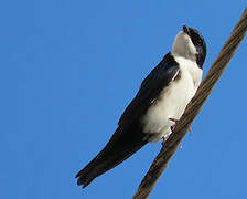 Blue-and-white Swallow