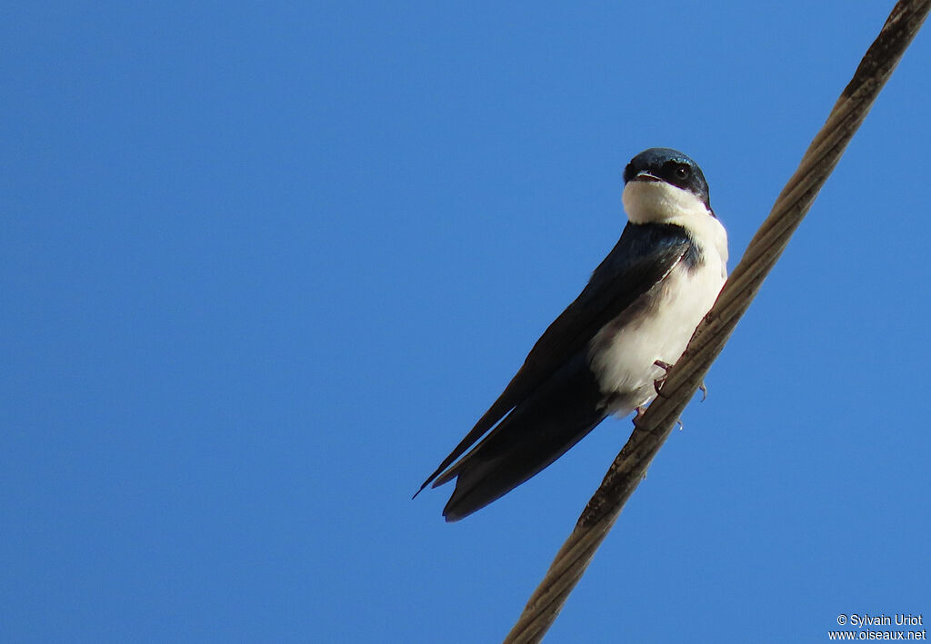 Blue-and-white Swallowadult