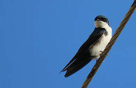 Blue-and-white Swallow