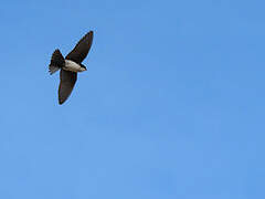 Blue-and-white Swallow