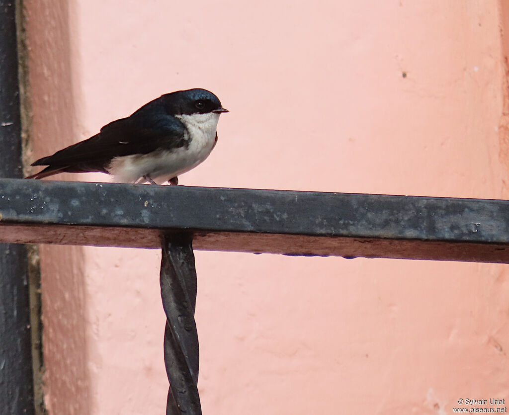 Hirondelle bleu et blancadulte