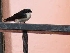 Blue-and-white Swallow