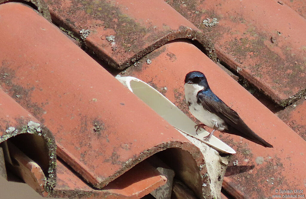 Blue-and-white Swallowadult