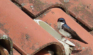 Blue-and-white Swallow