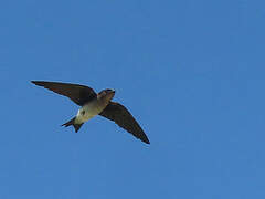 Grey-breasted Martin