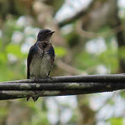 Grey-breasted Martin