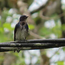 Hirondelle chalybée
