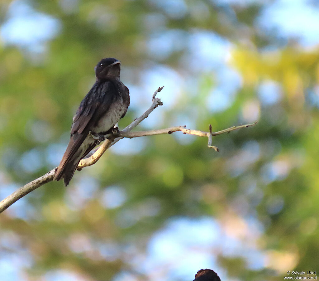 Hirondelle chalybée mâle adulte