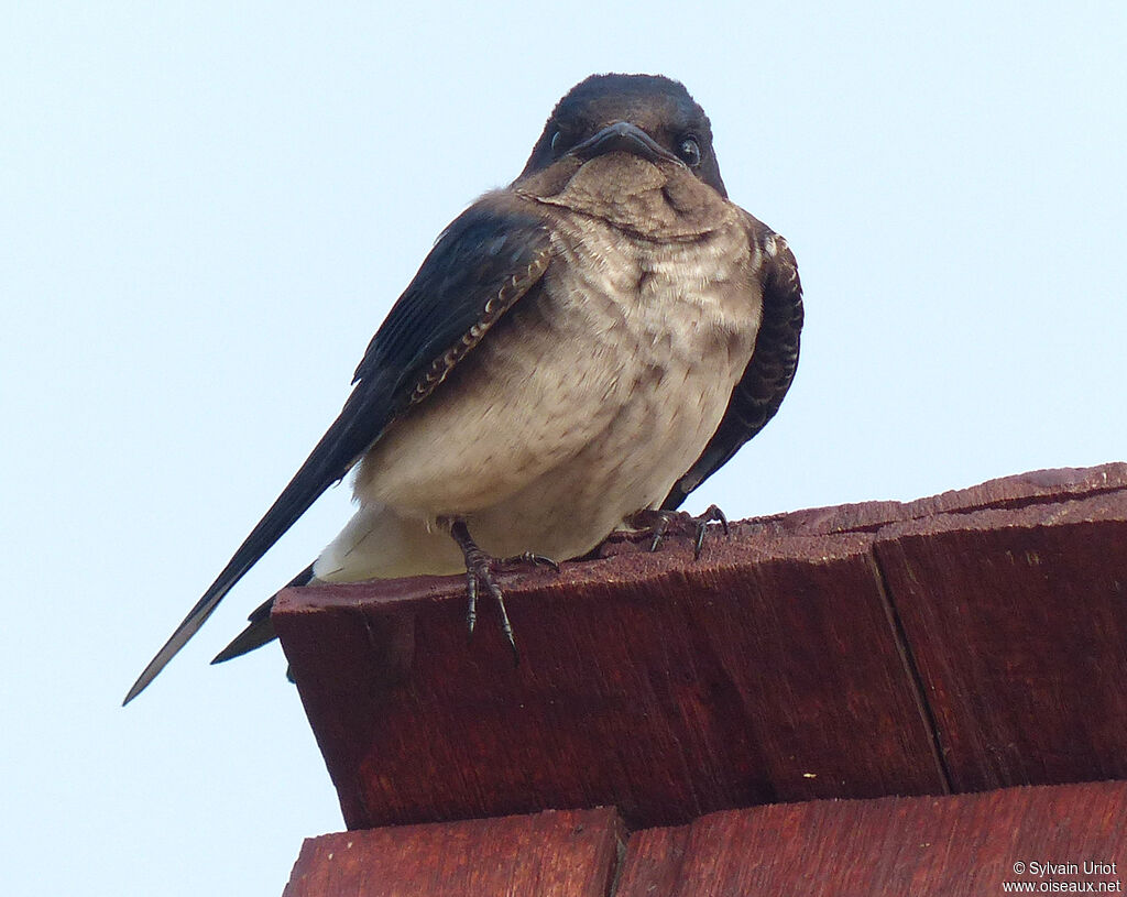 Hirondelle chalybéeadulte