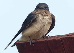 Grey-breasted Martin