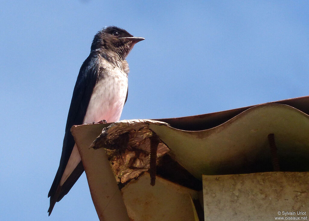 Hirondelle chalybéeadulte