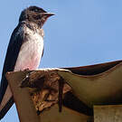 Hirondelle chalybée