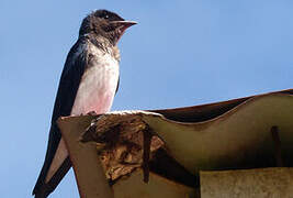 Grey-breasted Martin