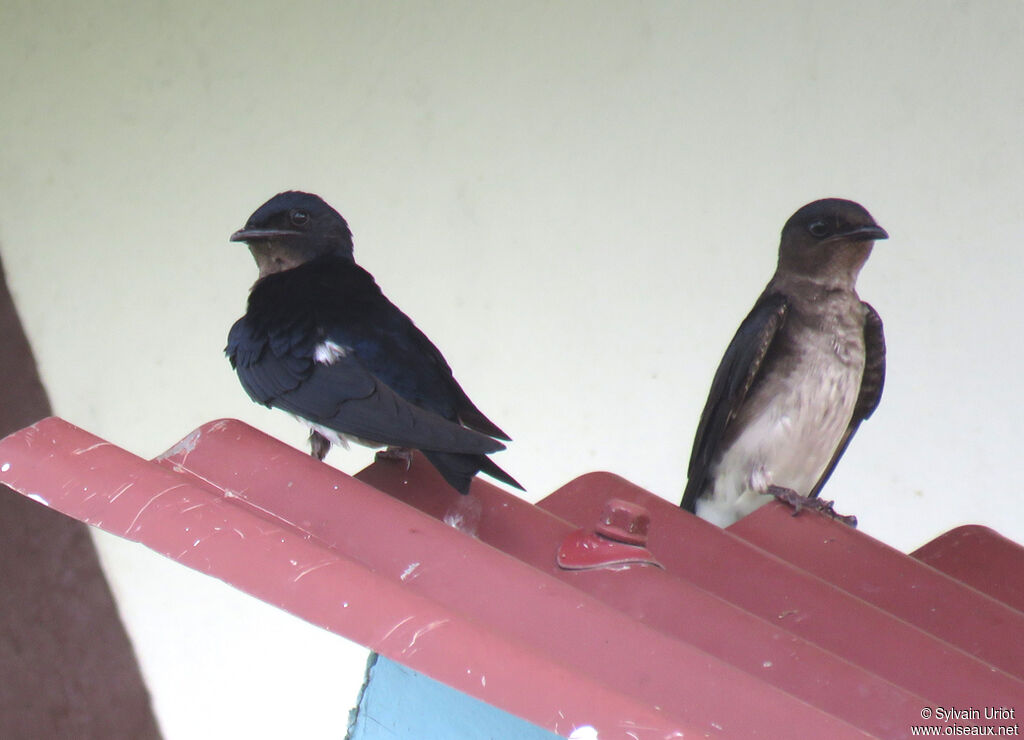 Grey-breasted Martinadult