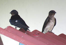 Grey-breasted Martin