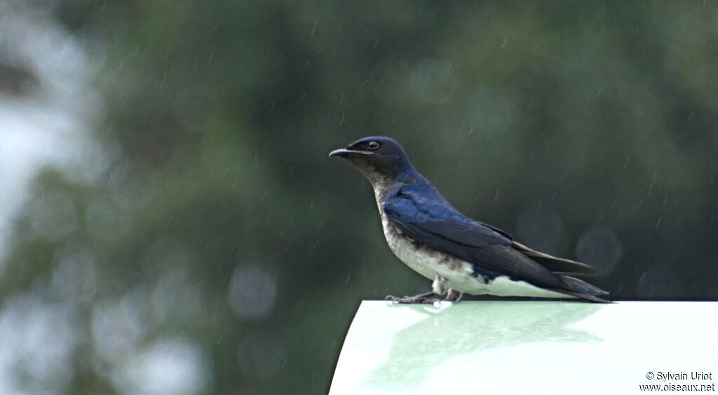 Grey-breasted Martinadult