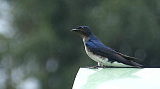 Grey-breasted Martin