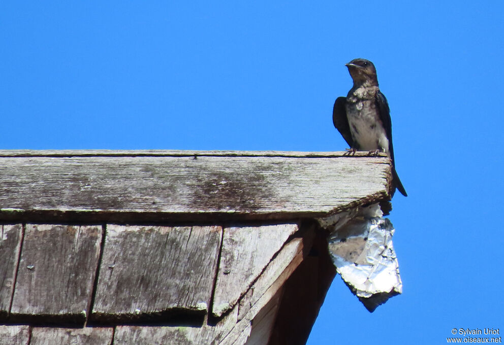 Grey-breasted Martinadult