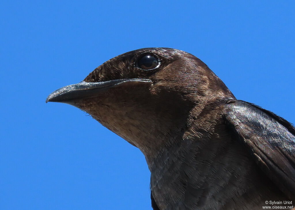 Hirondelle chalybéeadulte