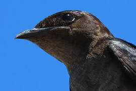 Grey-breasted Martin