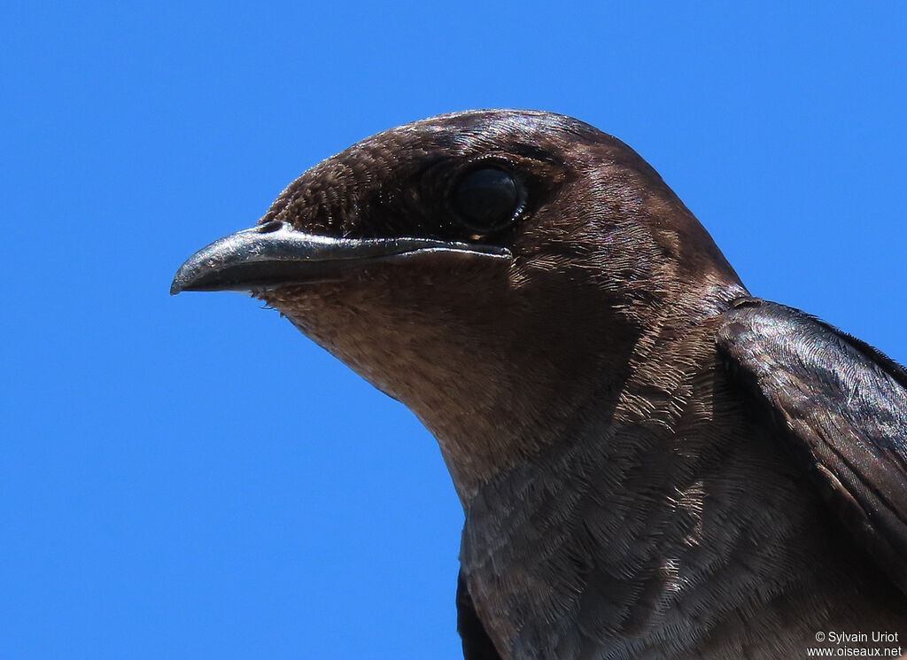 Grey-breasted Martin