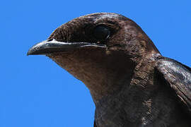 Grey-breasted Martin