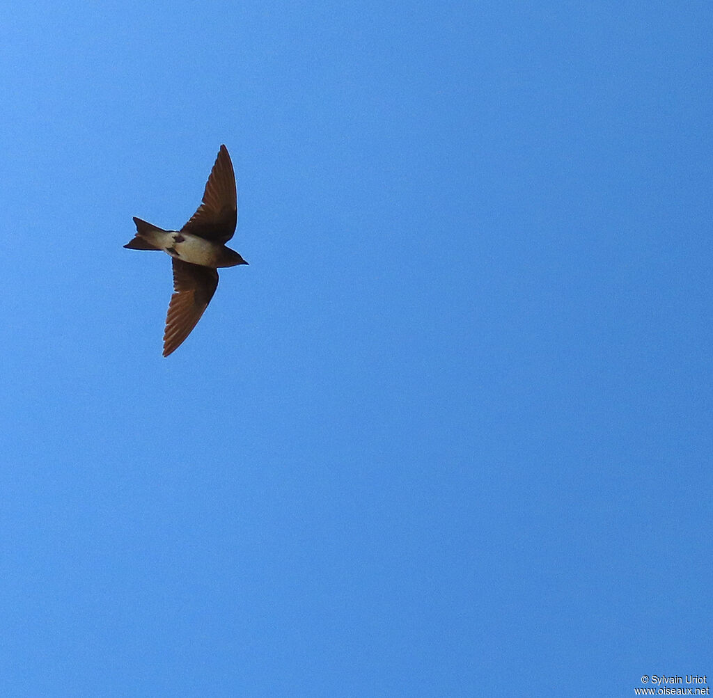 Grey-breasted Martinadult