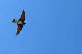 Grey-breasted Martin