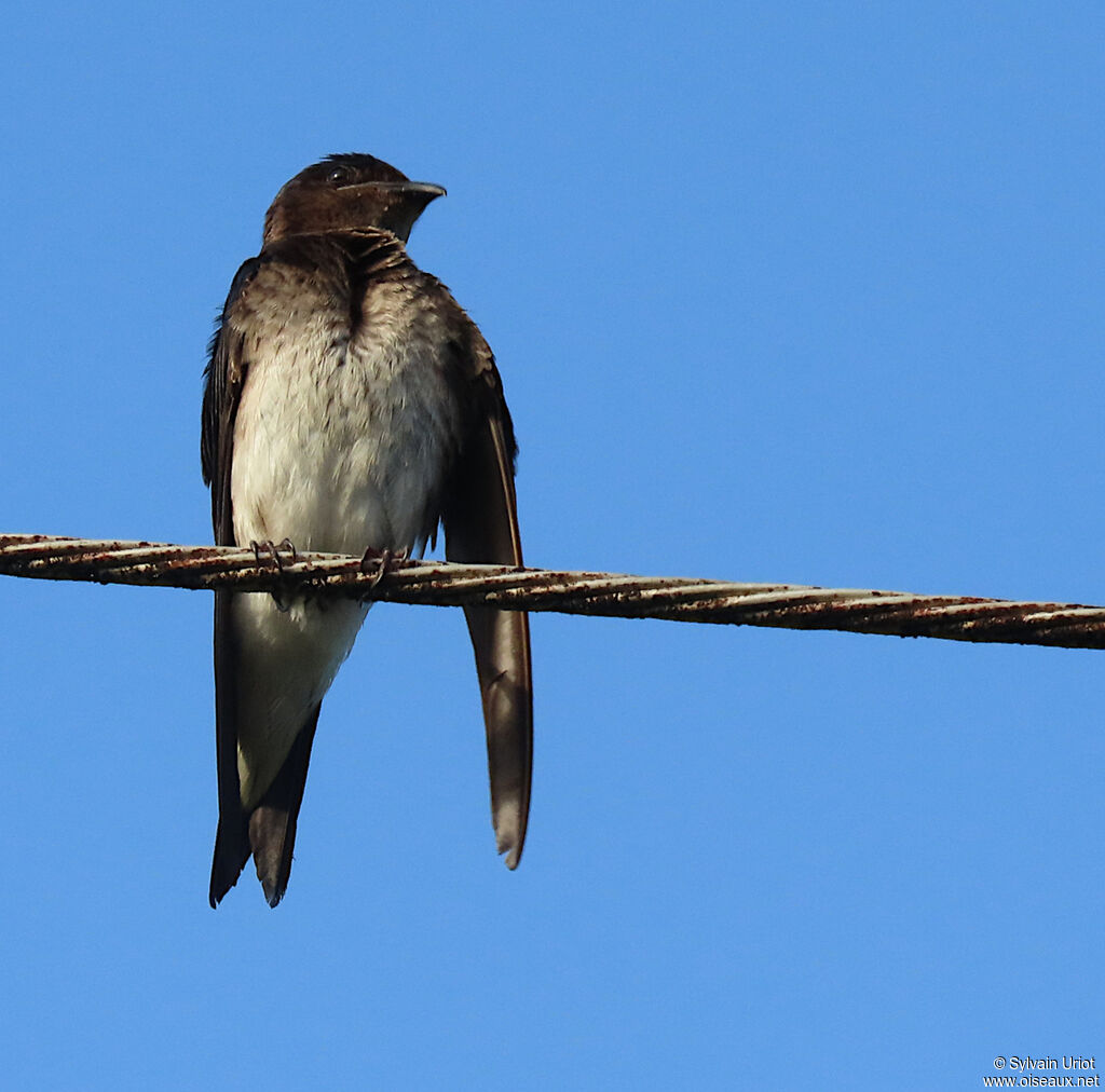 Grey-breasted Martinadult