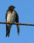 Grey-breasted Martin