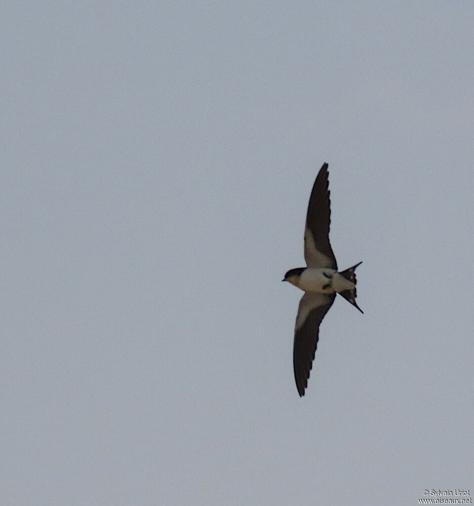 Hirondelle d'Éthiopieadulte