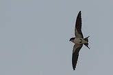Hirondelle d'Éthiopie