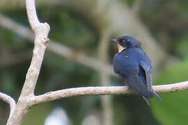 Hirondelle d'Éthiopie