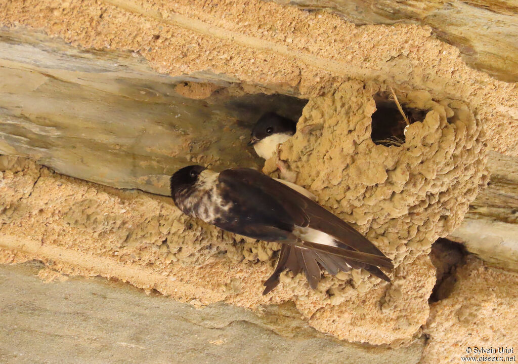 Hirondelle de fenêtre adulte, nidification
