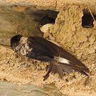 Hirondelle de fenêtre