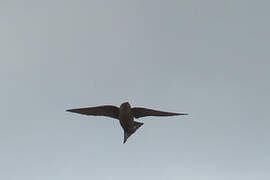 Red-throated Rock Martin