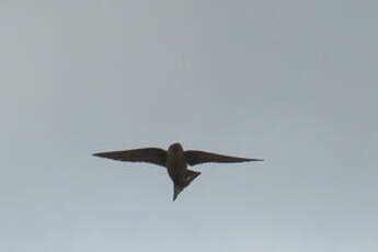 Hirondelle de Fischer