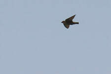 Hirondelle de Fischer